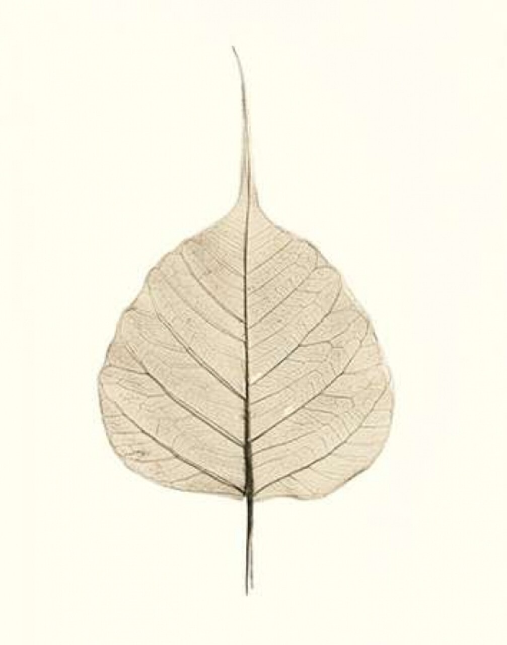 India Ficus Poster Print by Alan Blaustein - Item # VARPDXB1265D